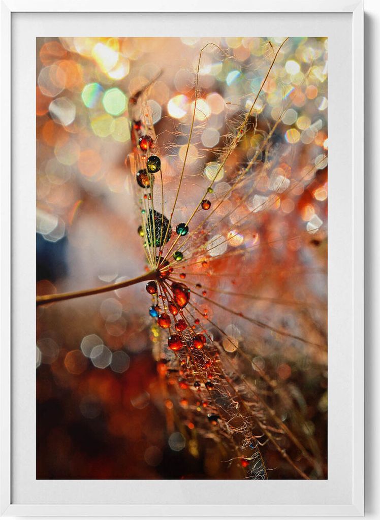 Gebläse und Tau– Wandbild mit Rahmen – Gerahmtes Bild – Wanddekoration – 70x100 cm – Weiß Rahmen