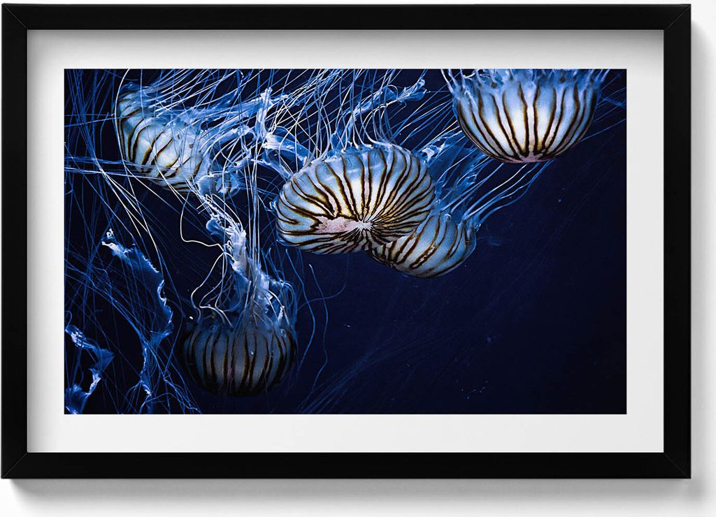 Blaue Quallen im Wasser– Wandbild mit Rahmen – Gerahmtes Bild – Wanddekoration – 60x40 cm – Schwarz Rahmen