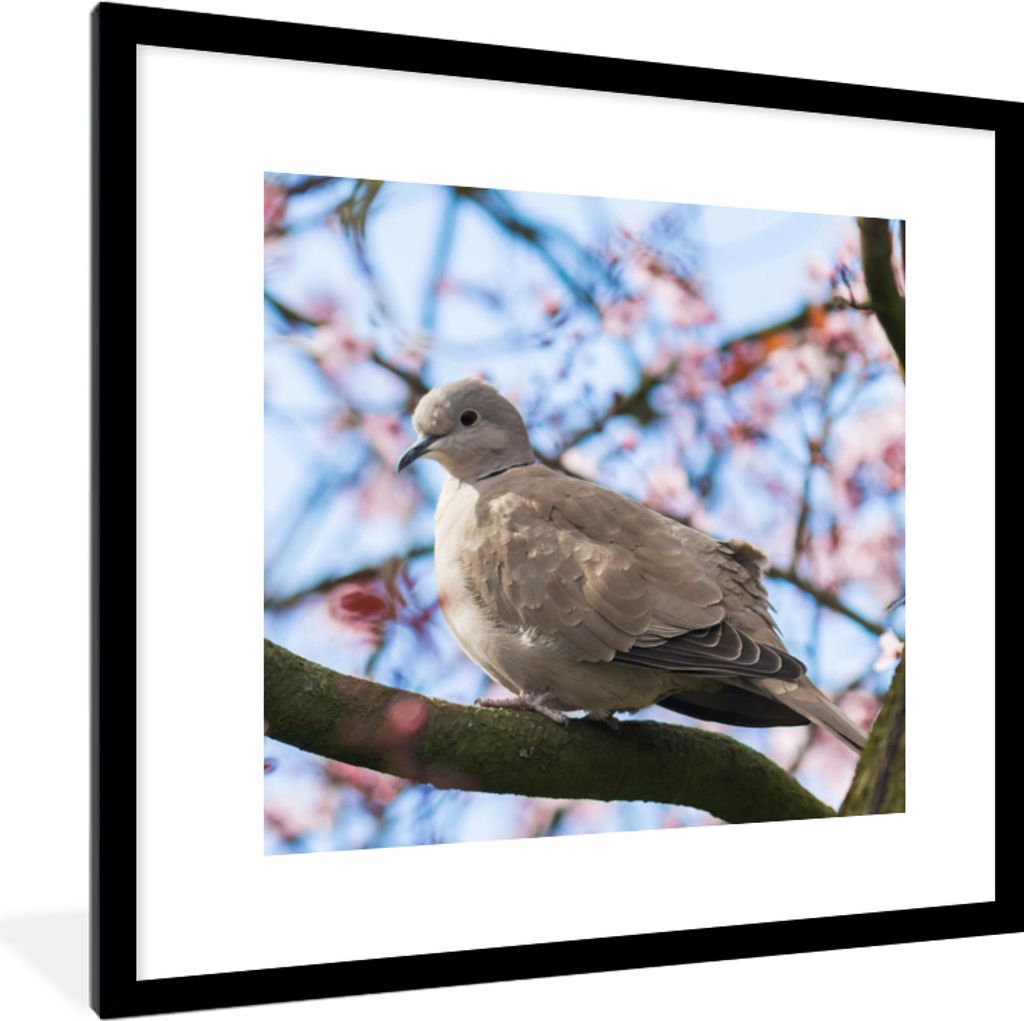 MuchoWow Gerahmtes Poster Vogel - Blumen - Taube - Blütenzweige - Rosa 40x40 cm - Poster mit Schwarzem Bilderrahmen Wandposter Rahmen Foto Bilde...