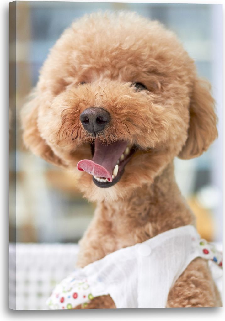Leinwandbild (80x120cm): Süßer Fluffy Dog Tier-Bilder süßes Hunde-Baby Hundebabies cute, echter Holz-Keilrahmen inkl. Aufhänger, handgefertigt...
