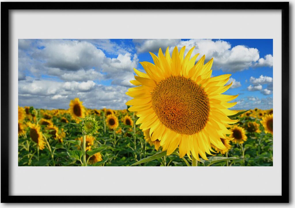 Bild 70x50 MDF-Rahmen Wandkunst Sonnenblume Pflanze