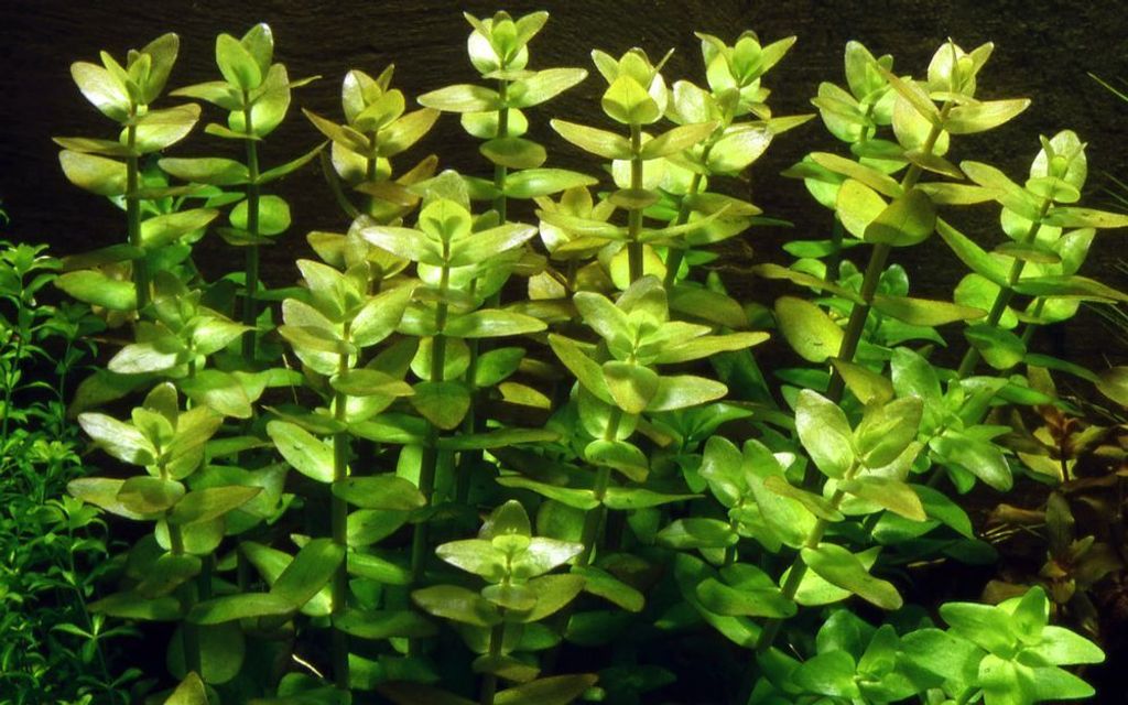 Aquarium Pflanze Bacopa caroliniana AquaOne Nr.343 Produktbild 