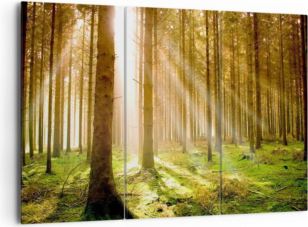 Bild auf Leinwand - Leinwandbild - Bäume Sonne Natur - Produktbild 