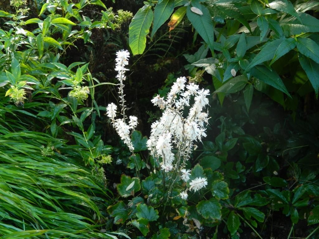 6 x Tiarella wherryi - Schaumblüte - Topf 9 x 9 cm