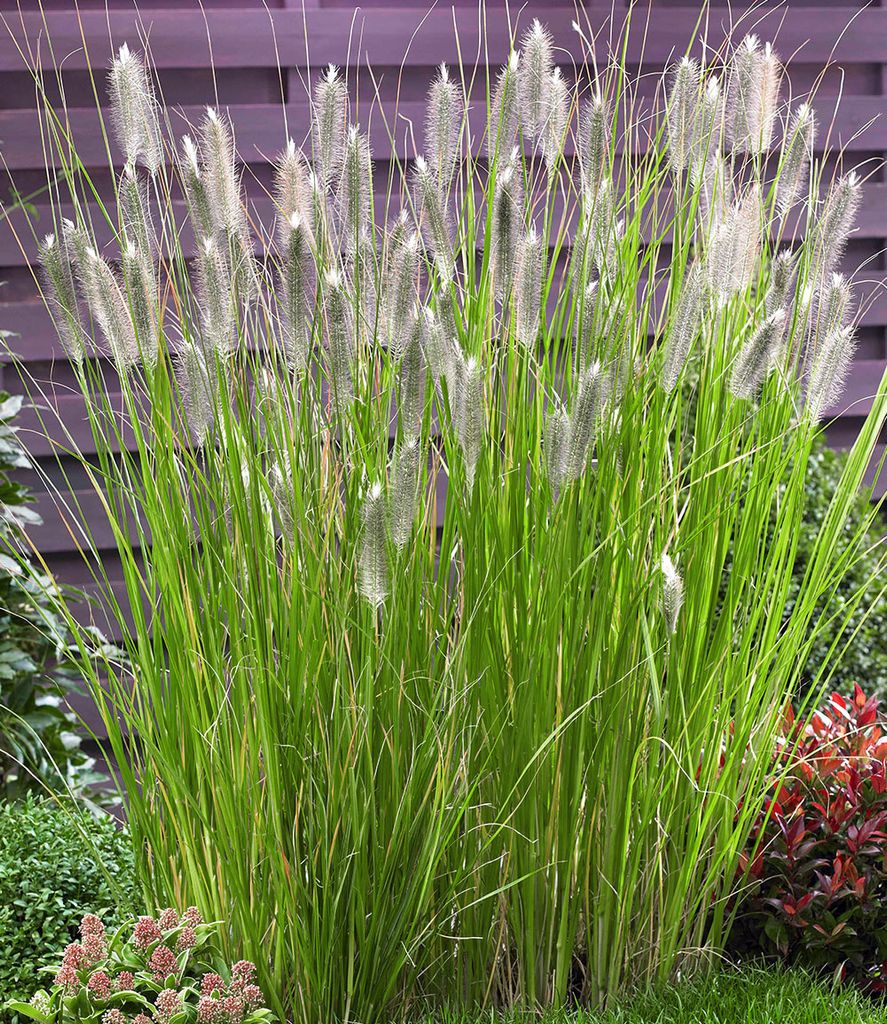 BALDUR Garten 1x Lampenputzergras Magic, Pflanze im 9x9 cm-Topf, Pennisetum alopecuroides Magic, Ziergras, 3 Pflanzen pro Quadratmeter, winterharte...