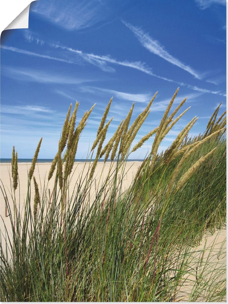 ARTland Poster Blühendes Strandgras Größe: 45x60 cm