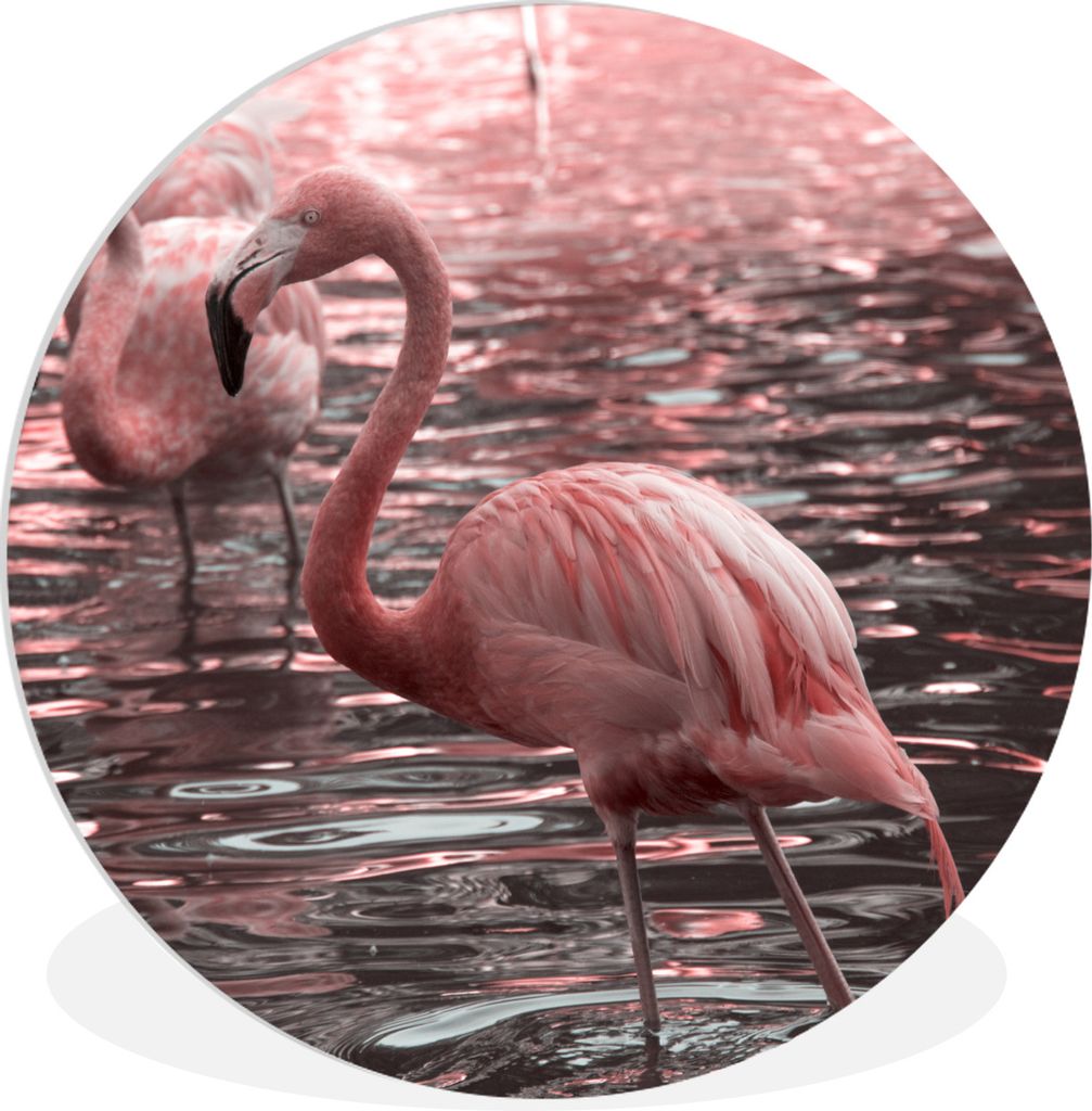 MuchoWow Rundes Wandbild - Runde Bilder Eine Gruppe von Flamingos steht im Wasser Ø 60 cm Kreis Wanddekoration Kunststoff - Wandkreis - Wandschm...