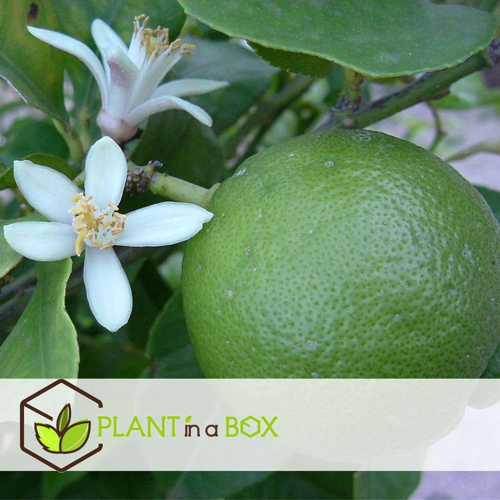 Plant in a Box Citrus aurantifolia Limette Kaufland.de