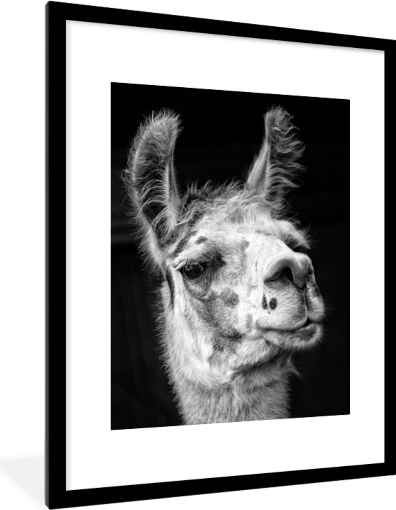 MuchoWow MuchoWow Gerahmtes Poster Alpaka auf schwarzem Hintergrund 60x80 cm - Poster mit zchwarzem Bilderrahmen - Wohnzimmer - Dekorationen - ...