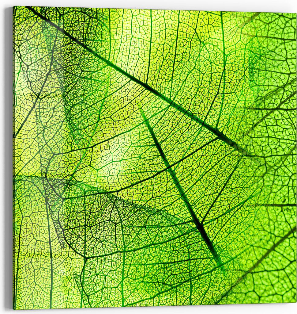 DEQORI Magnettafel Glas 30x30 cm 'Transparente Laubblätter' beschreibbar Whiteboard