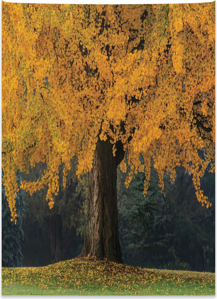 Abakuhaus Fallen Wandteppich, Blätter Baum Herbst Saison aus Weiches Mikrofaser Stoff Kein Verblassen Klare Farben Waschbar, 110 x 150 cm, Braun G...