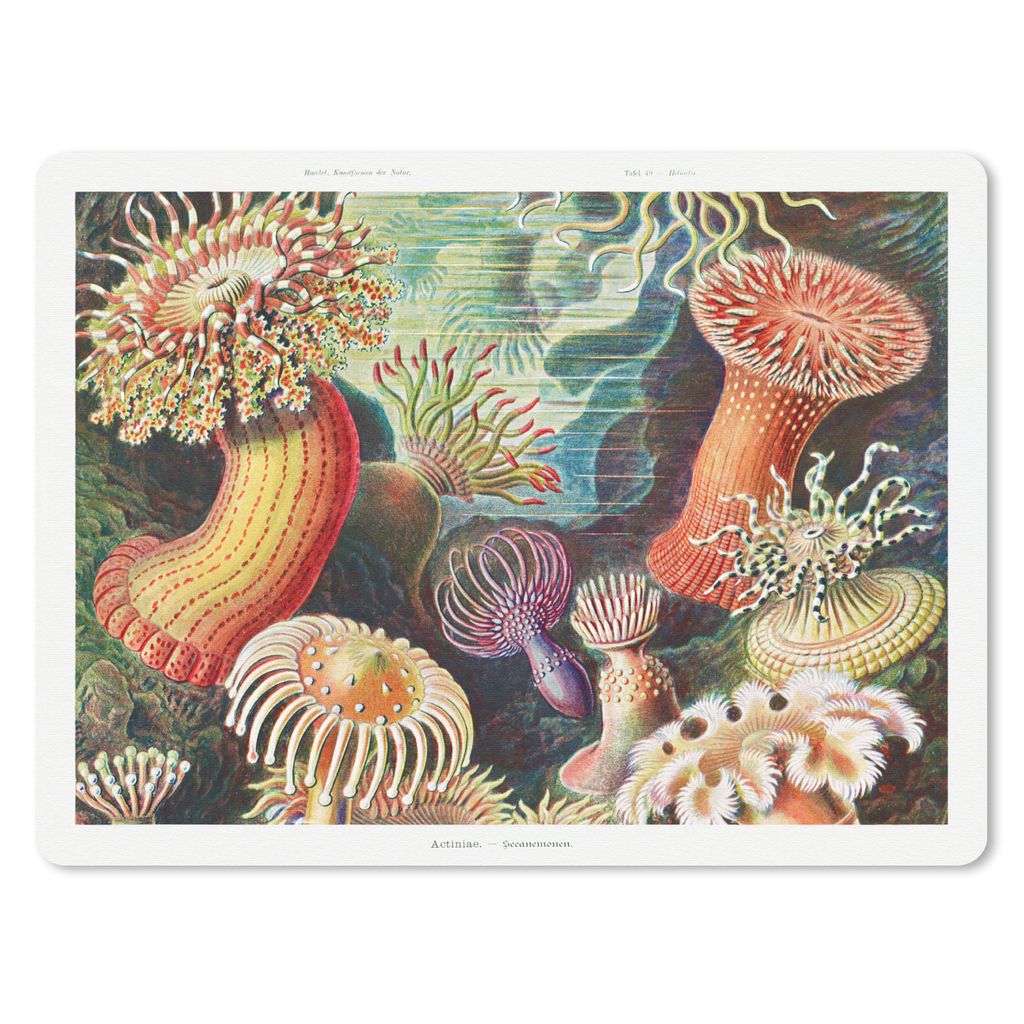 MuchoWow Mauspad Mousepad Ernst Haeckel - Anemone - Retro - Natur - Pflanzen - Meer 40x30 cm - Mousepads - Maus Mat - Pad - Mausunterlage - Anti ...
