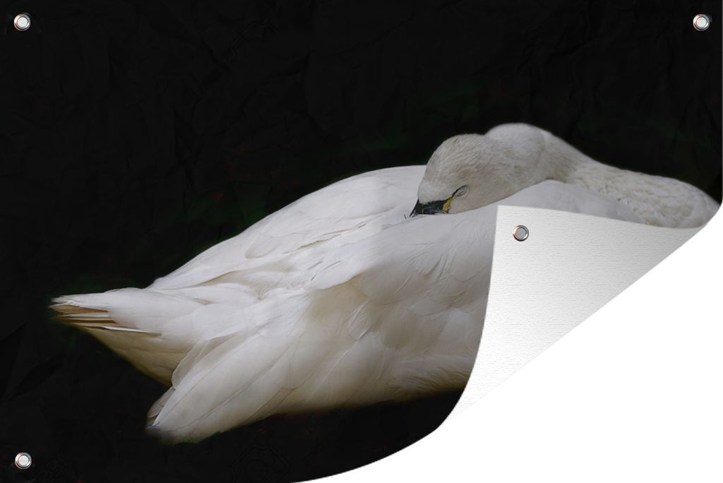 MuchoWow 90x60 cm Outdoor-Poster Gartendeko Sichtschutz Garten Poster für den Garten Weißer Schwan mit geschlossenen Flügeln