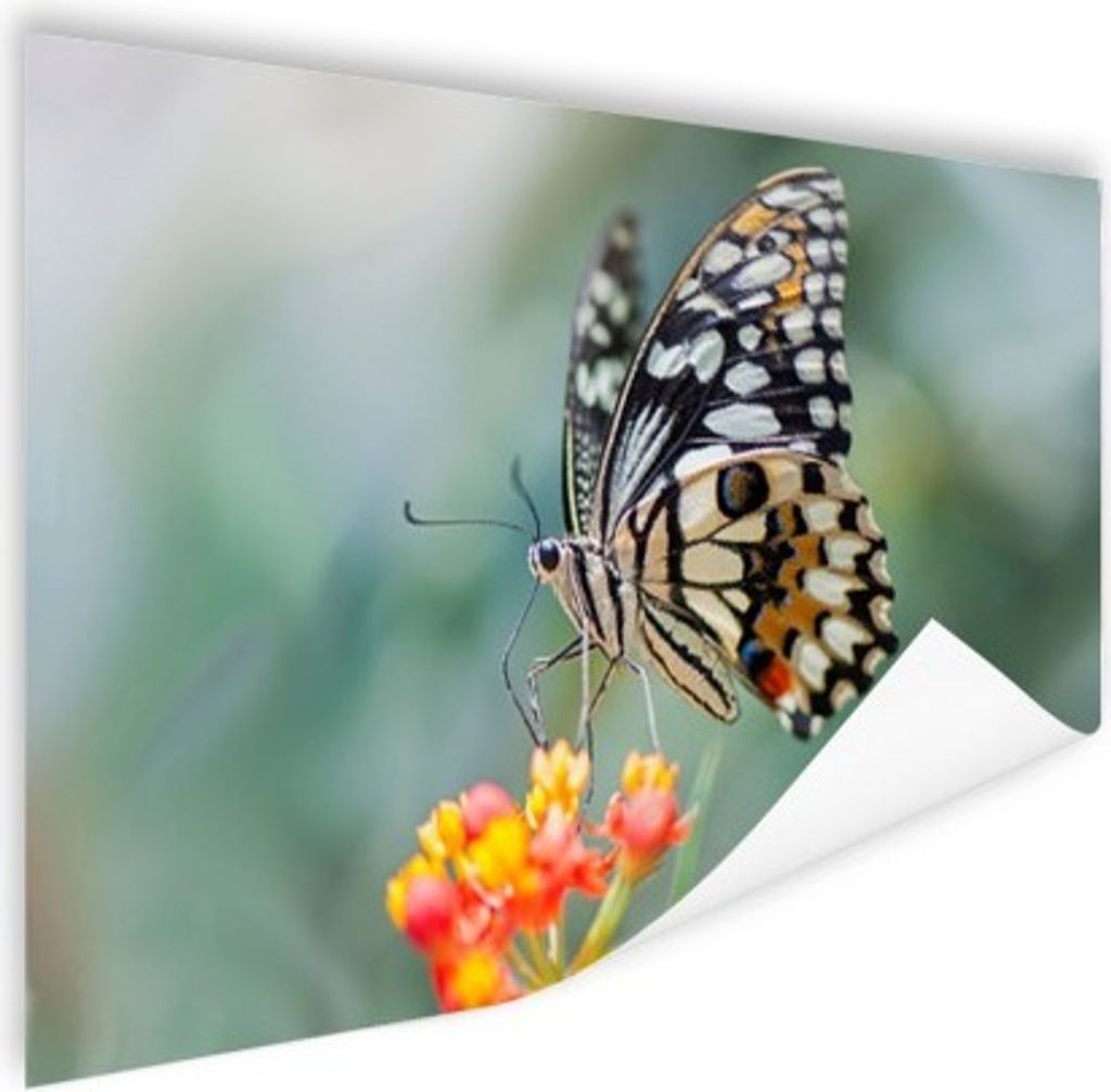 MuchoWow Poster Seiten Schmetterling auf Blume 120x80 cm - Bilder