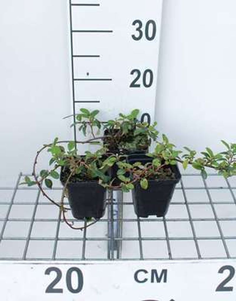 12 x Cotoneaster damm. 'Major' (radicans) - Cotoneaster Image du produit 