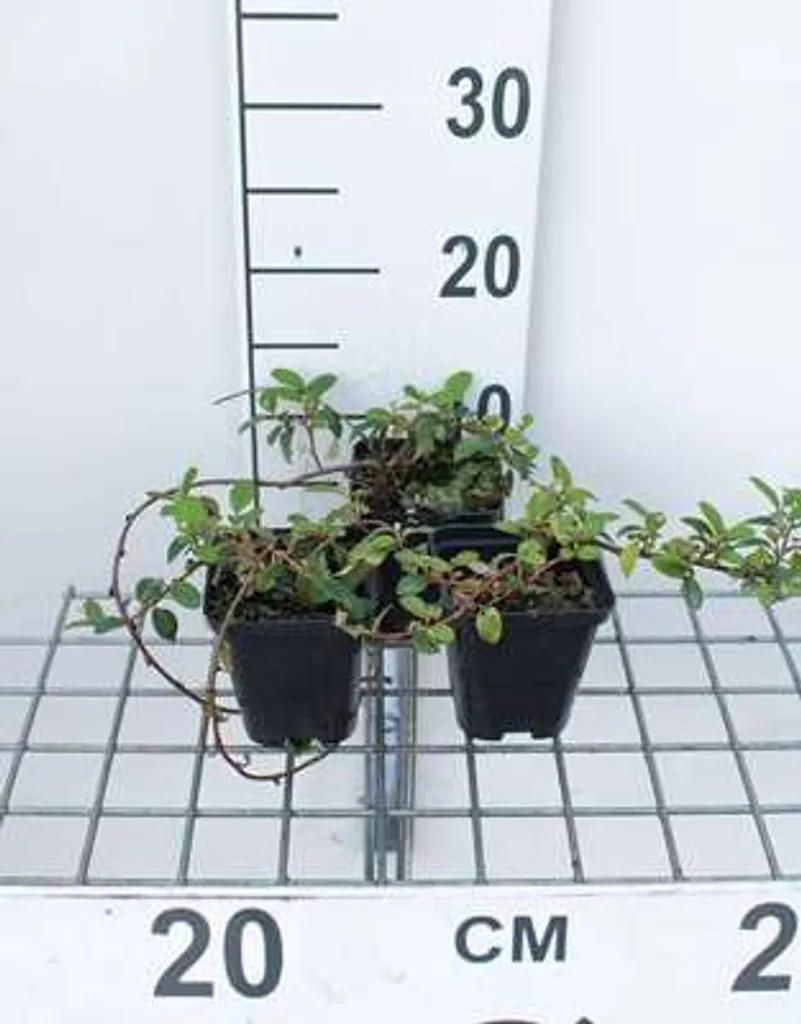 Cotoneaster Major pour Talus et Rocaille - Lot de 12 Plants Pot 9cm