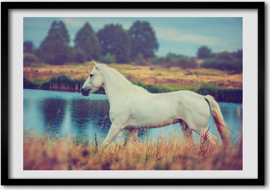 Bild - Bilder - Bilderrahmen - 70 cm x 50 cm - MDF-Rahmen, Wandkunst White Horse See