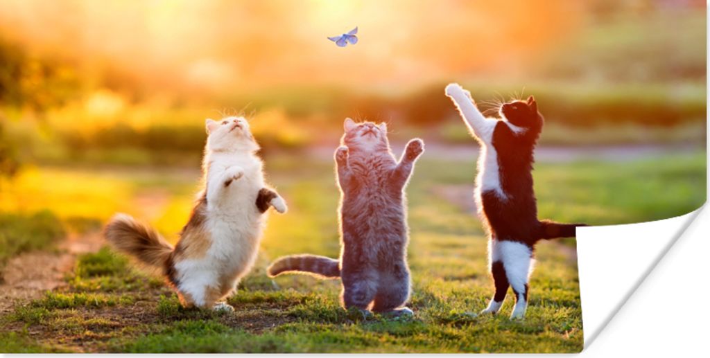 MuchoWow Poster Katzen - Schmetterling - Sonnenuntergang - Gras - Natur 40x20 cm - Poster für die Wand - Poster Schlafzimmer