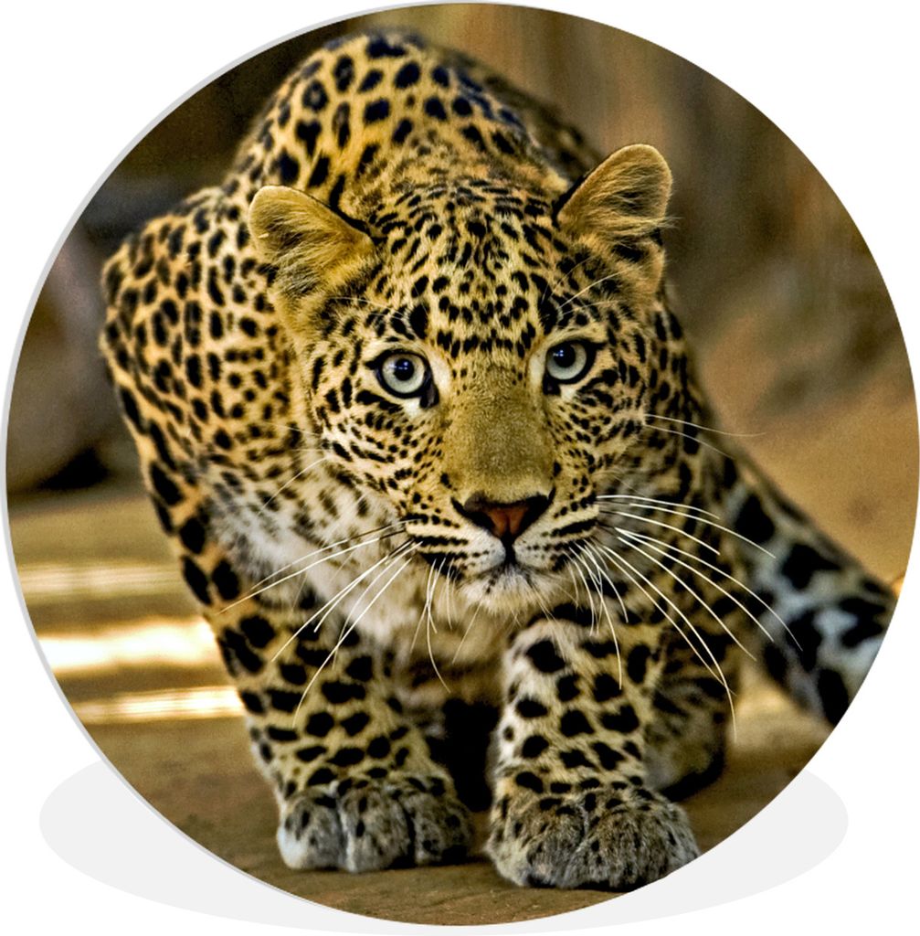 MuchoWow Rundes Wandbild - Runde Bilder Leopard - Raubtier - Porträt Ø 30 cm Kreis Wanddekoration Kunststoff - Wandkreis - Wandschmuck - Schlaf...