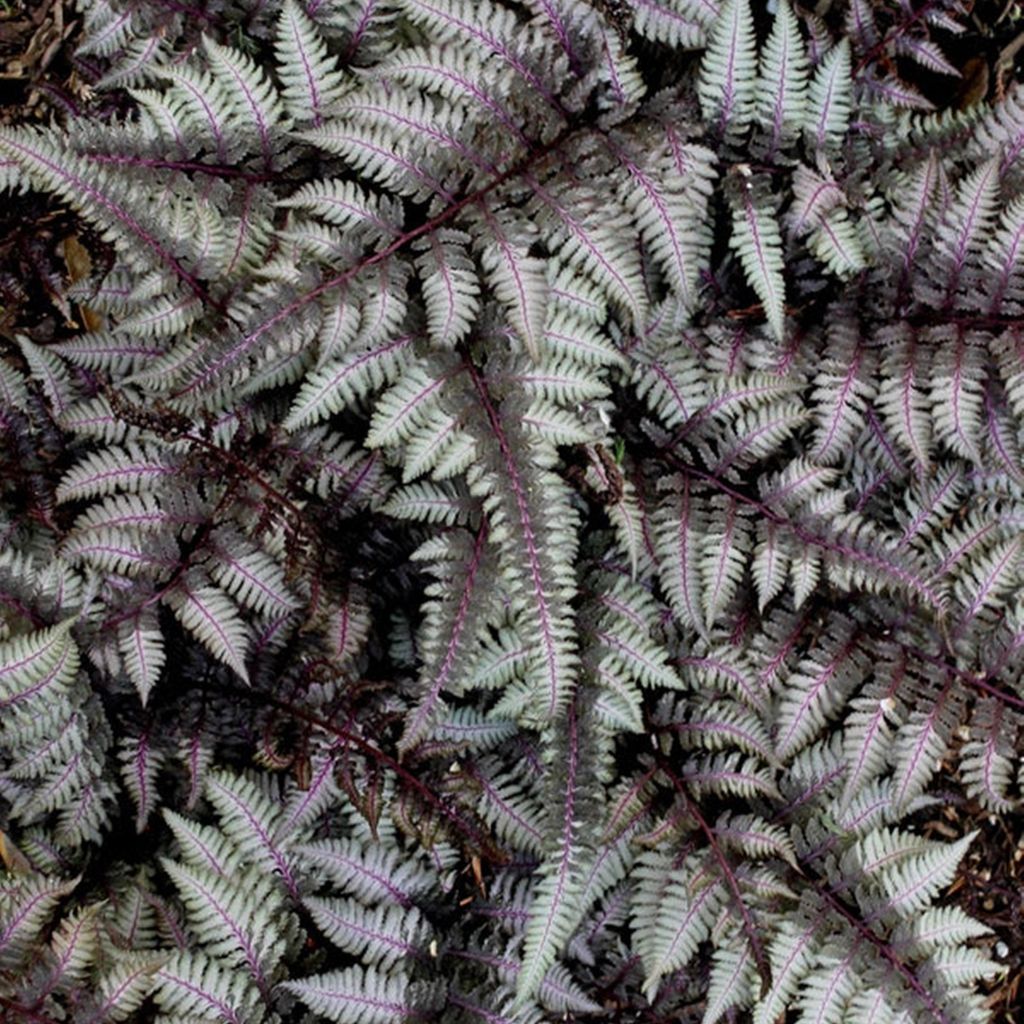 Athyrium Schattenpflanze Garten Japanischer Regenbogenfarn Produktbild 