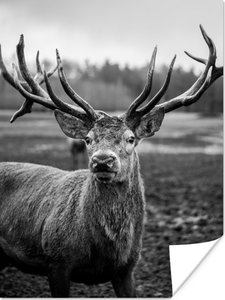 MuchoWow Poster Tiere - Hirsch - Geweih - Schwarz und weiß - Natur 120x160 cm - Wandbilder