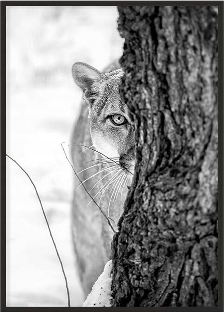Bild Poster im Rahmen 43x33 cm Panther P1149