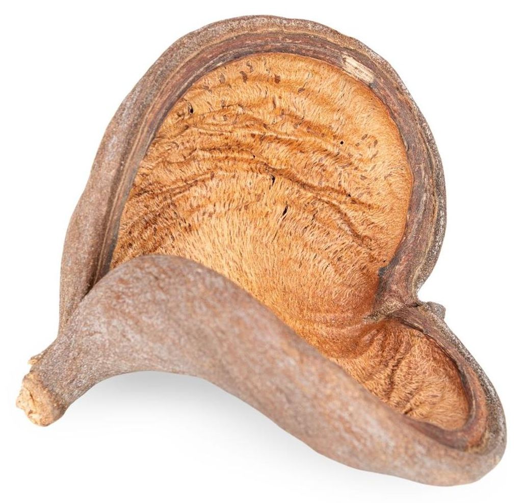 Badam Schote Natur 8–12 cm Sterculia foetida Herzfrucht Produktbild 
