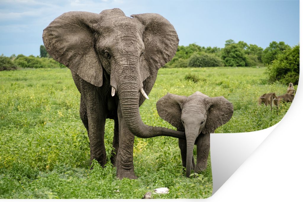 MuchoWow - Wierderverwendbar - Selbstklebend