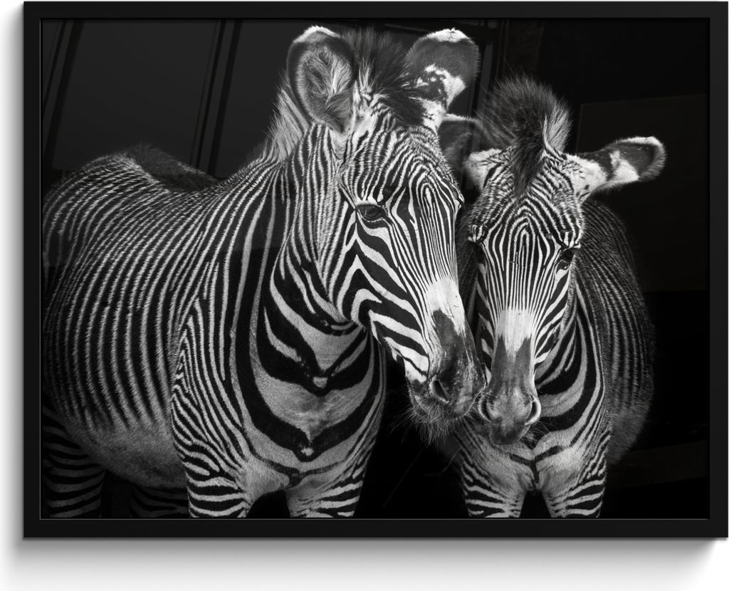 MuchoWow MuchoWow Gerahmtes Poster Tierprofil Zebras in Schwarz und Weiß 80x60 cm - Poster mit zchwarzem Bilderrahmen - Schwarzem - Mit Gestell
