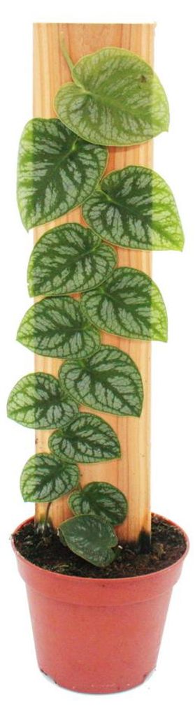 Monstera dubia sur une planche - une rareté - feuille de Image du produit 