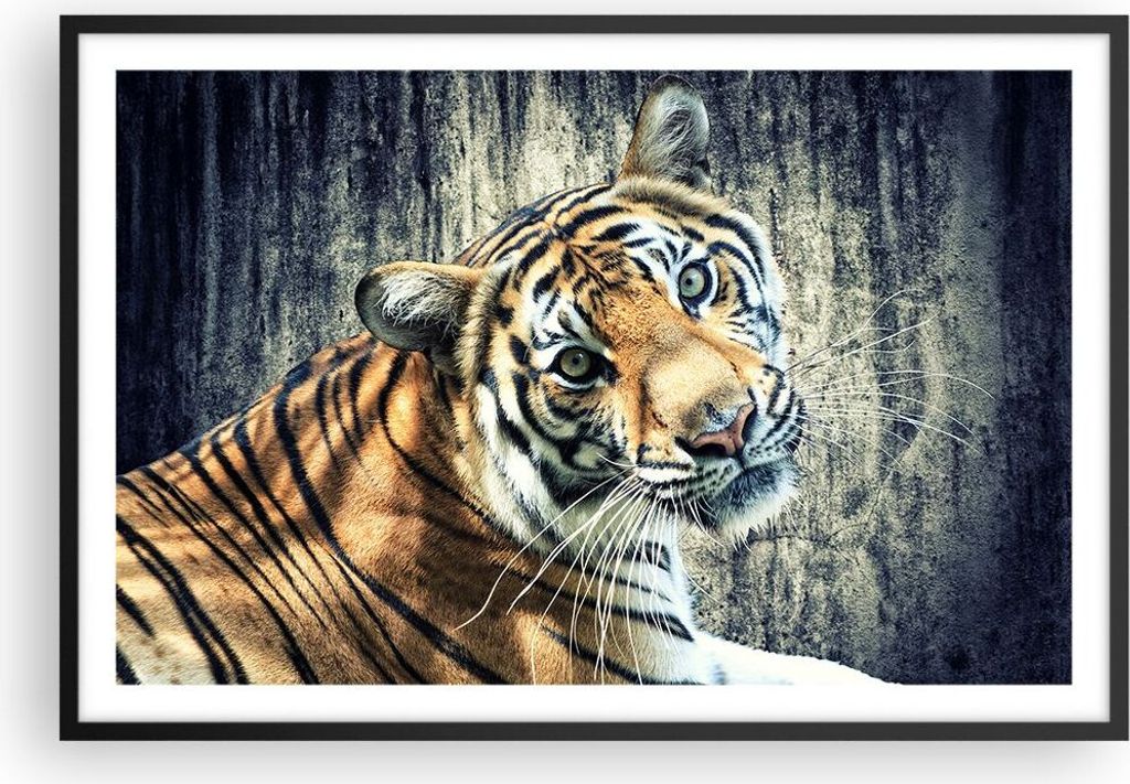 Gerahmtes Poster - Schwarzer Rahmen - Indien stein tiger Produktbild 