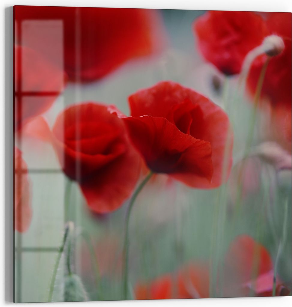 DEQORI Magnettafel Glas 50x50 cm 'Mohnblütenzauber' beschreibbar Whiteboard Pinnwand Küche