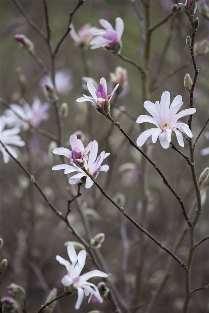 Magnolia soulangiana, Tulpen-Magnolie, rosa-weiß, 60–80 cm
