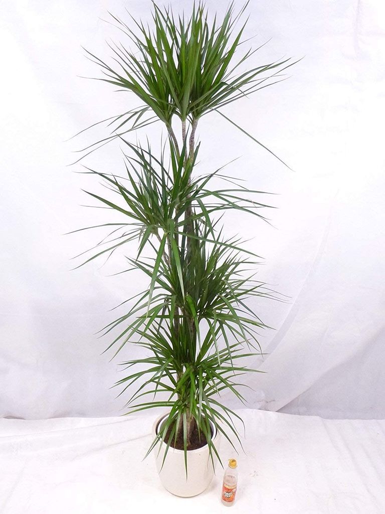 Palmenlager // Zimmerpflanze - Dracaena marginata 150/160 cm Drachenbaum 3er Tuff 