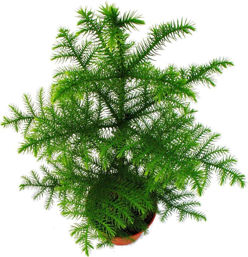 Jedľa izbová - Araucaria heterophylla - črepník 15 cm - Obrázok produktu 2