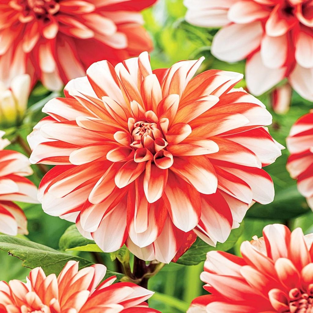 Dahlia décoratif Pennylane 1 pièce Dahlias plants plantons Image du produit 