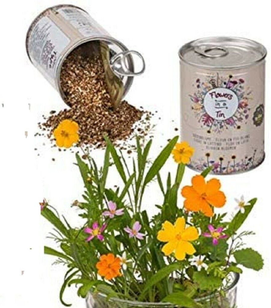 OOTB Dosenblume Blumenwiese Produktbild 
