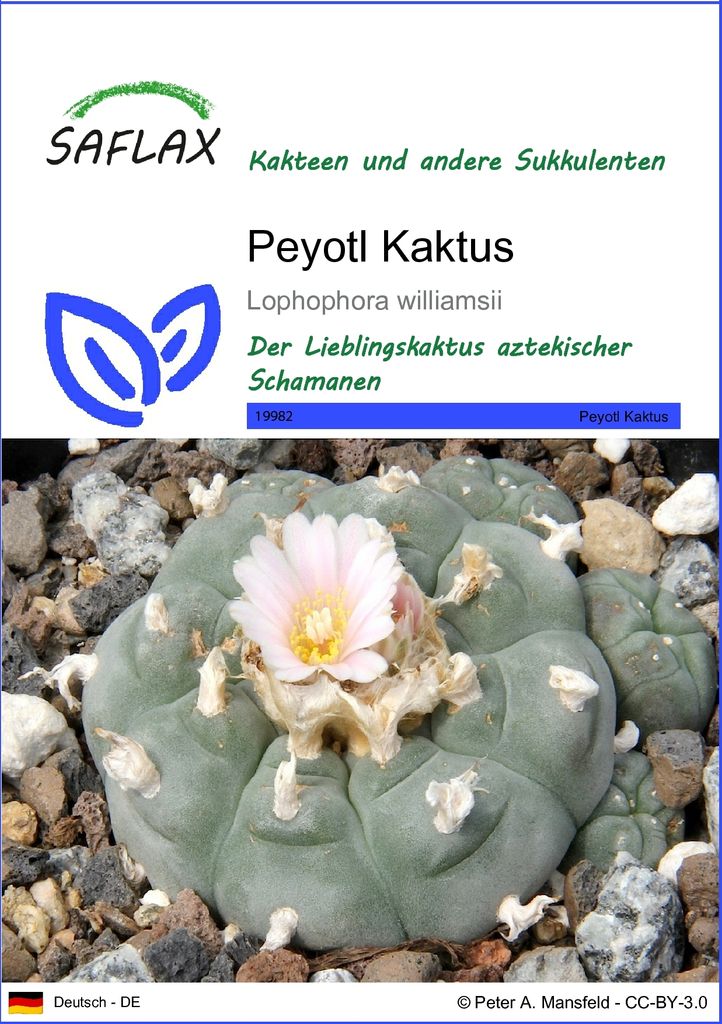 SAFLAX - Peyotl Kaktus - Lophophora williamsii - 20 Samen Produktbild 