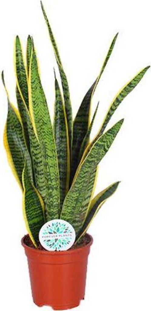 Bogenhanf Sansevieria trifasciata Laurentii Ø17cm 60cm Zimmerpflanze pflegeleicht
