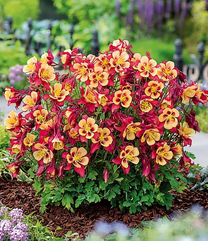 BALDUR Garten 6x Akelei 'Earlybird Red Yellow', Pflanzen im 9x9 cm-Topf, buschig-runder Pflanzenaufbau, einzigartige rot-gelbe Blüten, winterhar...