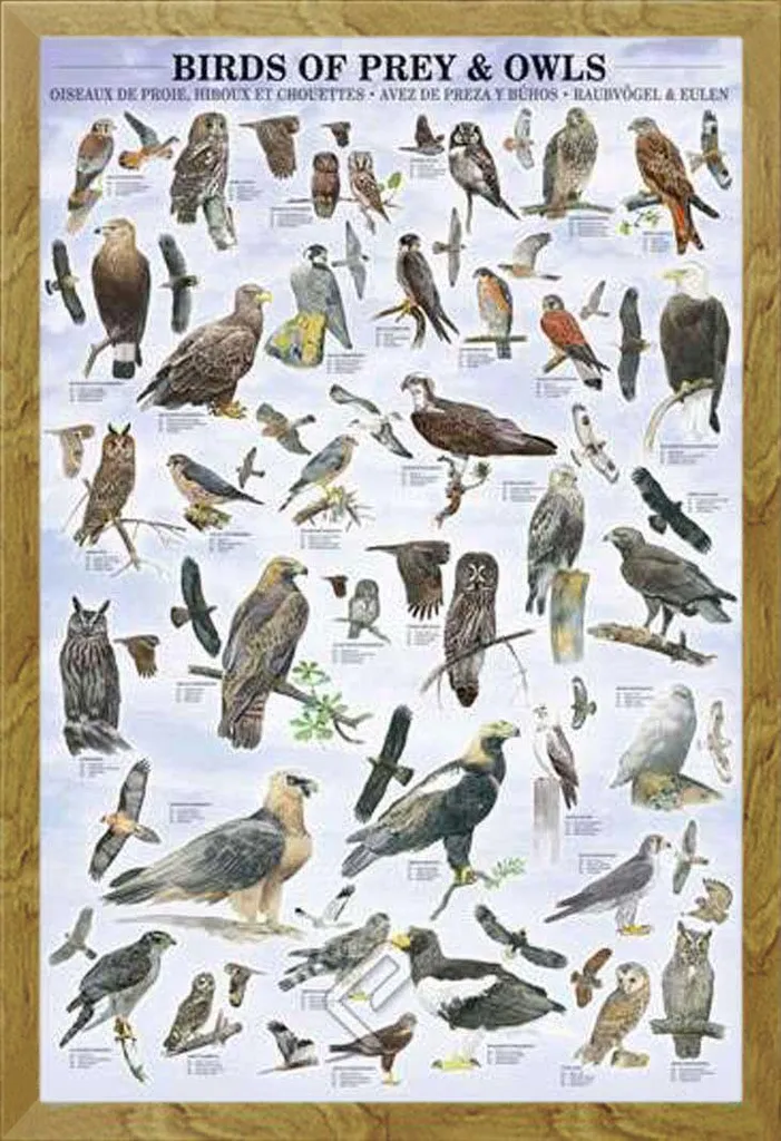 Affiche Oiseaux de Proie encadrée bois chêne Shinsuke avec vitre acrylique