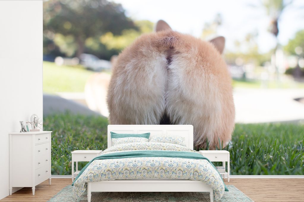 MuchoWow Fototapete für Wohnzimmer oder Schlafzimmer Wandtapete Vinyl Motivtapete Corgi Hintern - 390x260 cm - Papiertapete