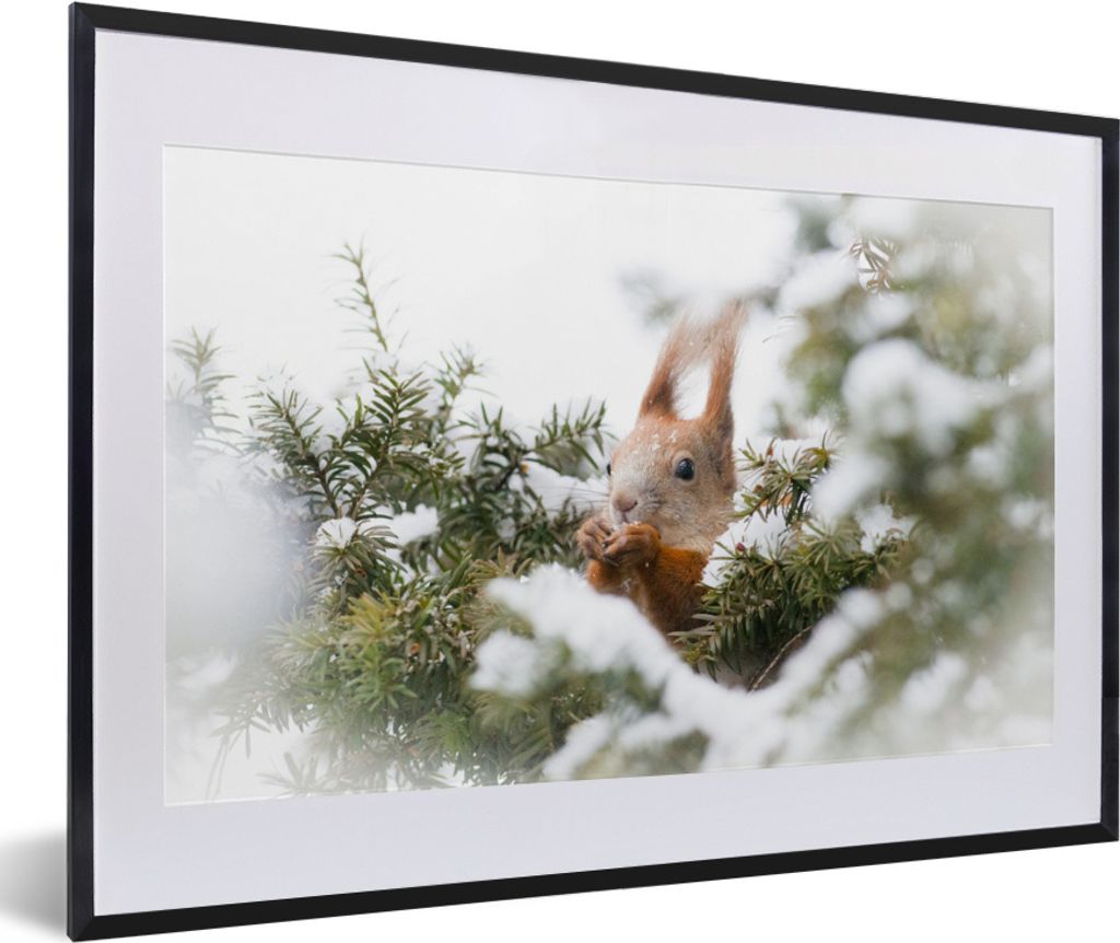 MuchoWow MuchoWow Gerahmtes Poster Eichhörnchen - Kiefer - Schnee 60x40 cm - Poster mit zchwarzem Bilderrahmen - Schlafzimmer - Plakat in Rahm...