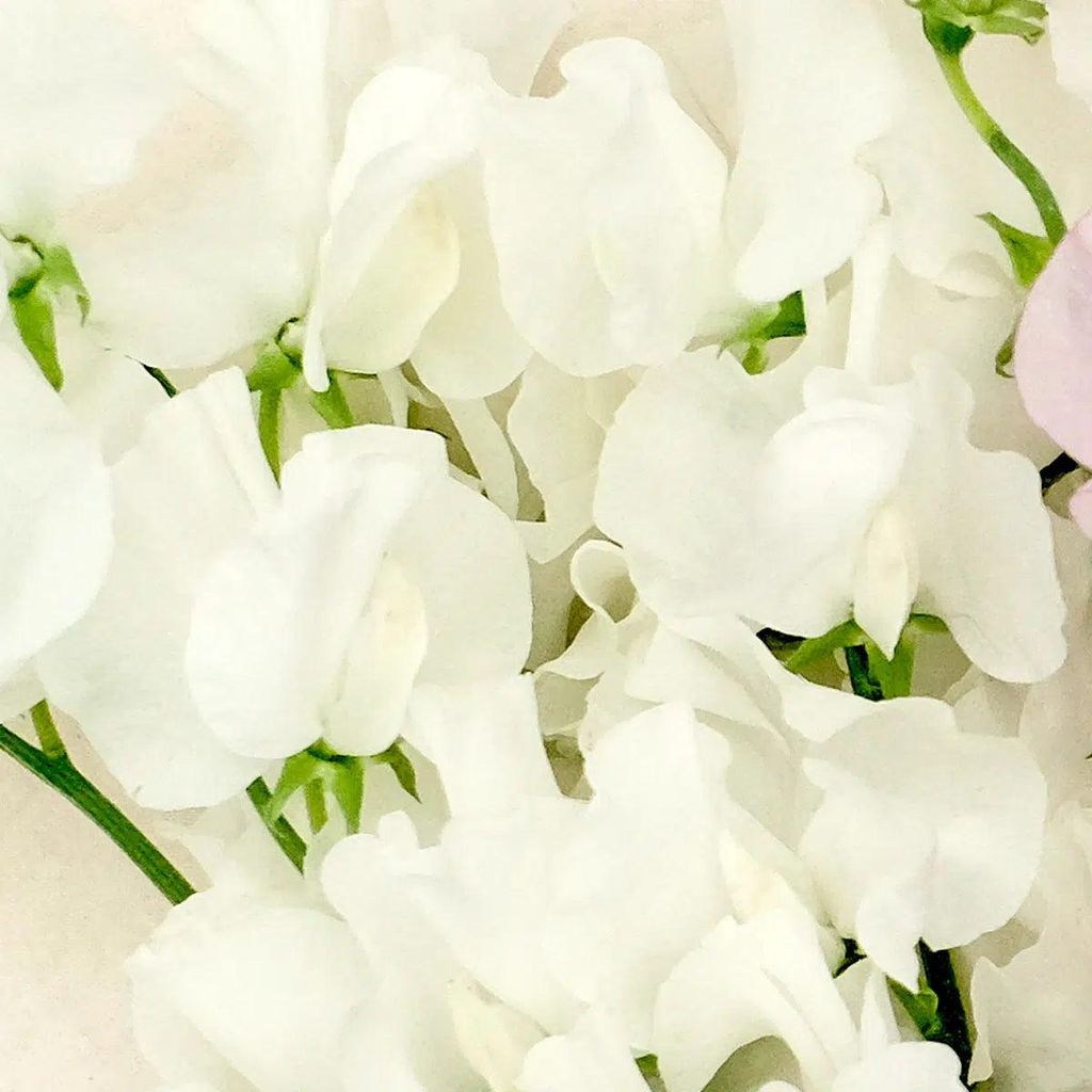 Lathyrus odoratus Spring Sunshine Cream Samen – Duftwicke Cremeweiß – 10 Korn – Frühblühende Kletterpflanze – Hohe Blütenproduktion –...
