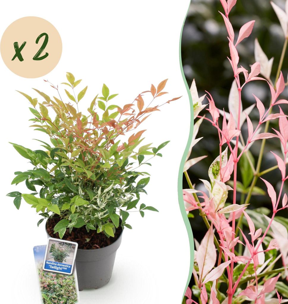 Green boutiQ - Plante de jardin - Nandina Twilight - Image du produit 