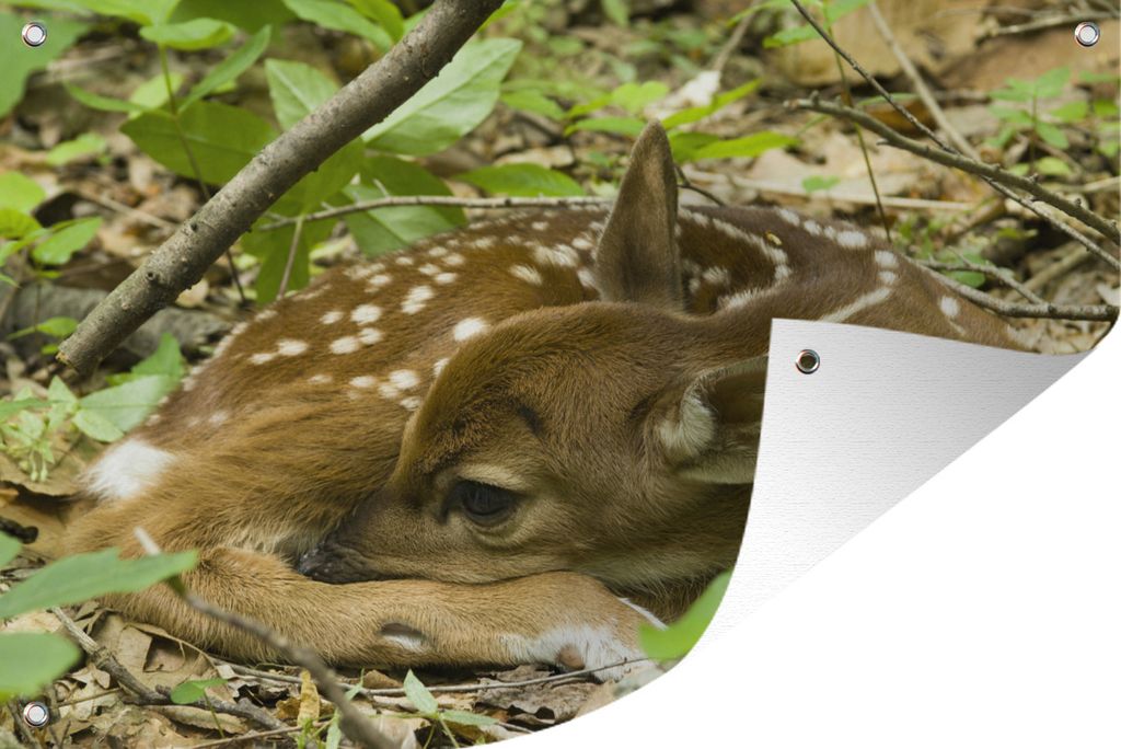 MuchoWow 90x60 cm Outdoor-Poster Gartendeko Sichtschutz Garten Poster für den Garten Rehe - Sträucher - Schlafen