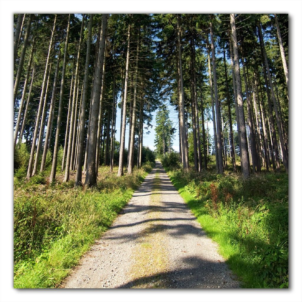 Wallario selbstklebende Möbelfolie/ Tischdecke für Innen und Außen, Größe: 100 x 100 cm - Stiller Waldweg