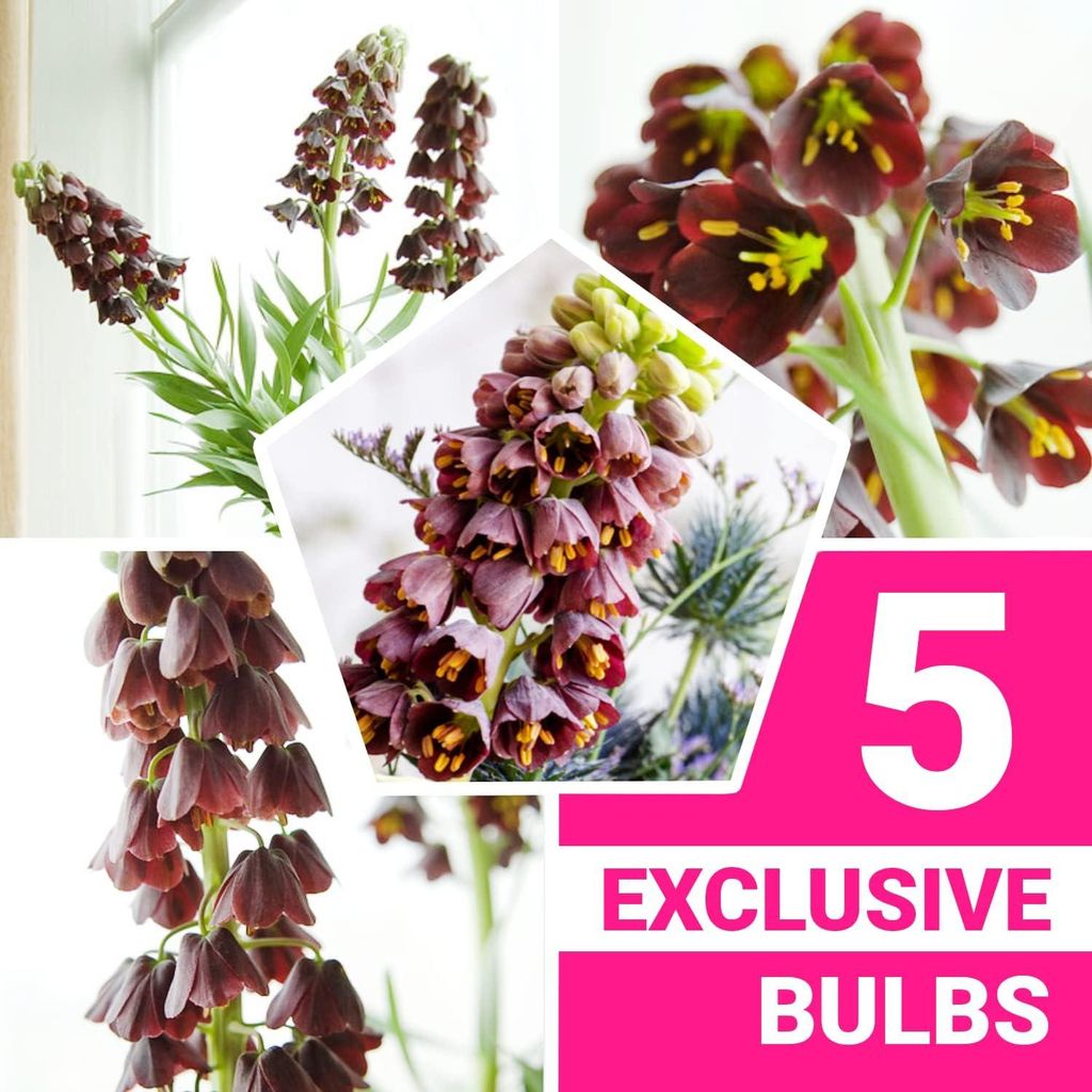 Kaiserkronen Knollen Mehrjährig - Fritillaria Persica Produktbild 