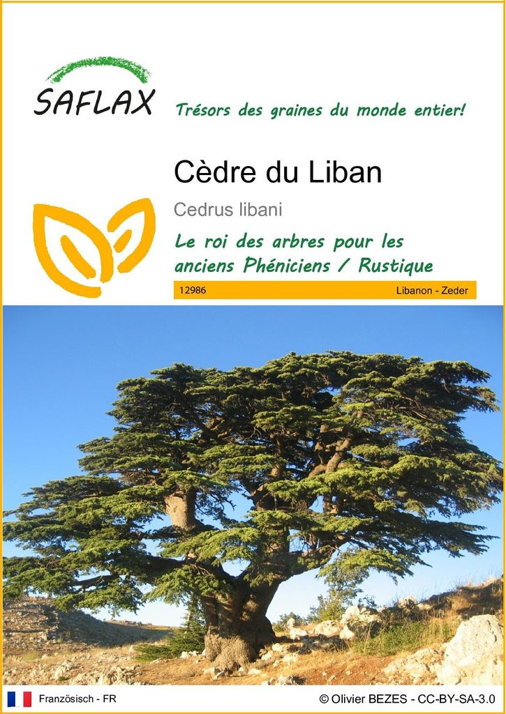SAFLAX  - Cèdre du Liban - 20 graines - Cedrus Image du produit 