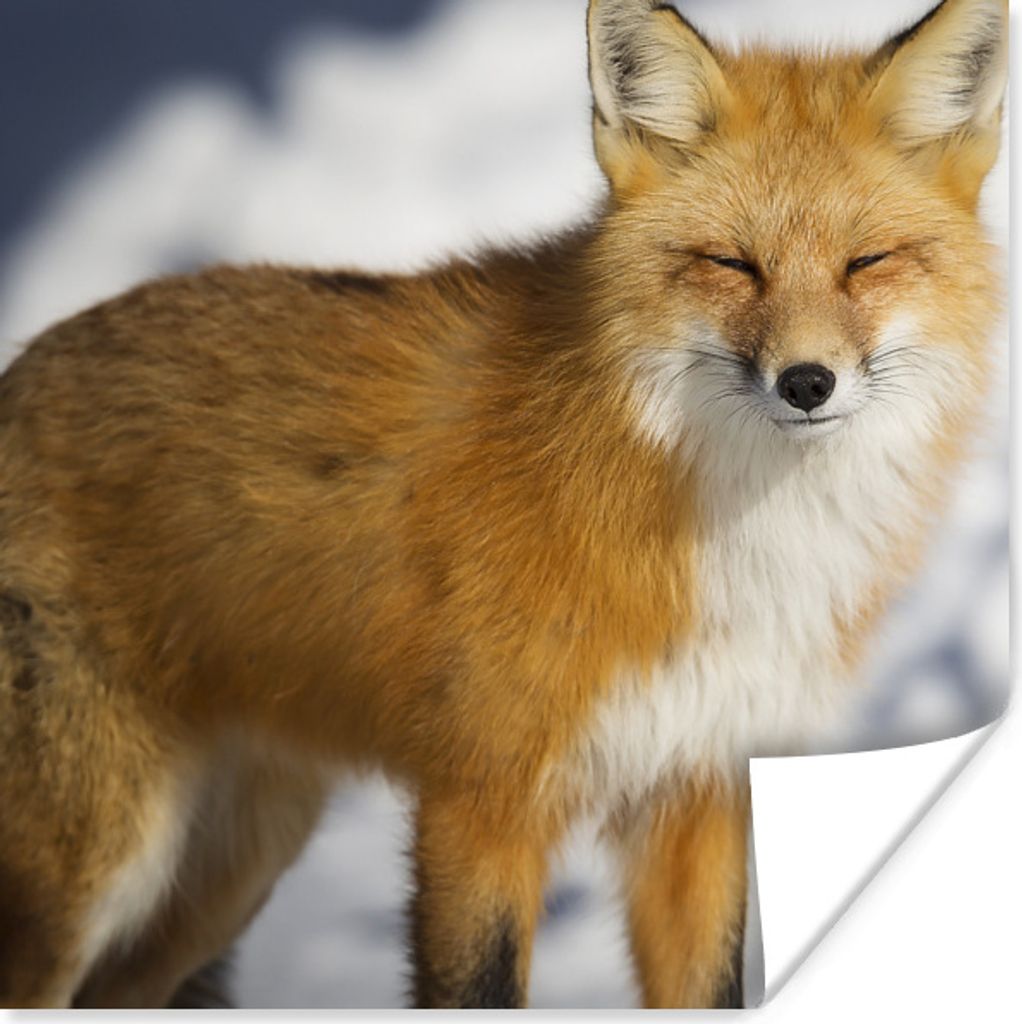 MuchoWow Poster Fuchs - Schnee - Rot 50x50 cm - Wohnzimmerdekoration